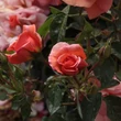 Kép 3/3 - Rosa 'Alison™ 2000' - narancssárga - virágágyi floribunda rózsa