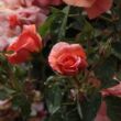 Kép 3/3 - Rosa 'Alison™ 2000' - narancssárga - virágágyi floribunda rózsa