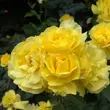 Kép 2/3 - Rosa 'Friesia®' - sárga - virágágyi floribunda rózsa