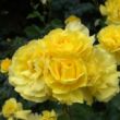 Rosa 'Friesia®' - sárga - virágágyi floribunda rózsa
