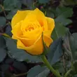 Kép 3/3 - Rosa 'Friesia®' - sárga - virágágyi floribunda rózsa