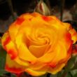 Kép 1/3 - Rosa 'Surprise Party™' - sárga - vörös - virágágyi floribunda rózsa