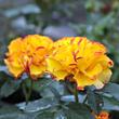 Kép 2/3 - Rosa 'Surprise Party™' - sárga - vörös - virágágyi floribunda rózsa