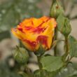 Rosa 'Surprise Party™' - sárga - vörös - virágágyi floribunda rózsa