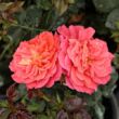 Rosa 'Prince Igor™' - sárga - vörös - virágágyi floribunda rózsa