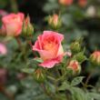 Rosa 'Prince Igor™' - sárga - vörös - virágágyi floribunda rózsa