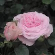 Kép 2/3 - Rosa 'Diadal™' - rózsaszín - nosztalgia rózsa