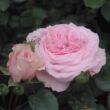 Rosa 'Diadal™' - rózsaszín - nosztalgia rózsa