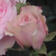 Kép 3/3 - Rosa 'Diadal™' - rózsaszín - nosztalgia rózsa