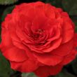 Kép 1/3 - Rosa 'Borsod' - vörös - virágágyi floribunda rózsa