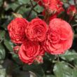 Kép 2/3 - Rosa 'Borsod' - vörös - virágágyi floribunda rózsa
