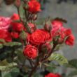 Kép 3/3 - Rosa 'Borsod' - vörös - virágágyi floribunda rózsa