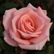 Kép 1/3 - Rosa 'Katrin' - rózsaszín - teahibrid rózsa