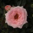 Rosa 'Katrin' - rózsaszín - teahibrid rózsa