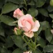 Rosa 'Katrin' - rózsaszín - teahibrid rózsa