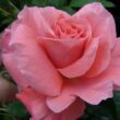 Kép 1/3 - Rosa 'Favorite®' - narancssárga - rózsaszín - virágágyi floribunda rózsa