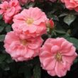 Rosa 'Favorite®' - narancssárga - rózsaszín - virágágyi floribunda rózsa