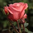 Kép 3/3 - Rosa 'Favorite®' - narancssárga - rózsaszín - virágágyi floribunda rózsa