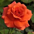 Kép 2/3 - Rosa 'Diamant®' - narancssárga - virágágyi floribunda rózsa