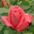 Kép 3/3 - Rosa 'Diamant®' - narancssárga - virágágyi floribunda rózsa