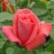 Rosa 'Diamant®' - narancssárga - virágágyi floribunda rózsa