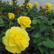 Rosa 'Golden Delight' - sárga - virágágyi floribunda rózsa