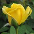 Kép 3/3 - Rosa 'Golden Delight' - sárga - virágágyi floribunda rózsa