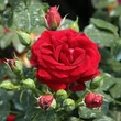 Kép 2/3 - Rosa 'Grand Palace®' - vörös - virágágyi floribunda rózsa