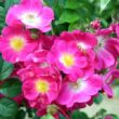 Rosa 'American Pillar' - rózsaszín - rambler, kúszó rózsa