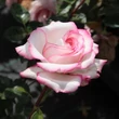 Kép 1/3 - Rosa 'Händel' - fehér - rózsaszín - virágágyi floribunda rózsa