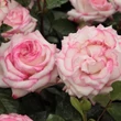 Kép 2/3 - Rosa 'Händel' - fehér - rózsaszín - virágágyi floribunda rózsa