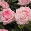 Rosa 'Händel' - fehér - rózsaszín - virágágyi floribunda rózsa