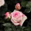 Kép 3/3 - Rosa 'Händel' - fehér - rózsaszín - virágágyi floribunda rózsa