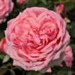 Kép 1/3 - Rosa 'Kimono' - rózsaszín - virágágyi floribunda rózsa
