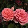 Rosa 'Kimono' - rózsaszín - virágágyi floribunda rózsa