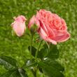 Rosa 'Kimono' - rózsaszín - virágágyi floribunda rózsa