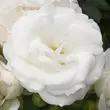 Kép 1/3 - Rosa 'White Magic™' - fehér - virágágyi floribunda rózsa