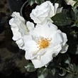 Kép 2/3 - Rosa 'White Magic™' - fehér - virágágyi floribunda rózsa