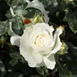 Kép 3/3 - Rosa 'White Magic™' - fehér - virágágyi floribunda rózsa