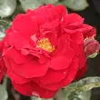 Kép 1/3 - Rosa 'Lilli Marleen®' - vörös - virágágyi floribunda rózsa