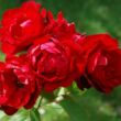 Rosa 'Lilli Marleen®' - vörös - virágágyi floribunda rózsa