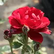 Kép 3/3 - Rosa 'Lilli Marleen®' - vörös - virágágyi floribunda rózsa