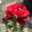 Rosa 'Lilli Marleen®' - vörös - virágágyi floribunda rózsa