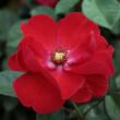 Kép 1/3 - Rosa 'Paprika™' - vörös - virágágyi floribunda rózsa
