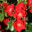 Kép 2/3 - Rosa 'Paprika™' - vörös - virágágyi floribunda rózsa