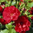 Rosa 'Paprika™' - vörös - virágágyi floribunda rózsa