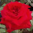 Kép 1/3 - Rosa 'Hansestadt Lübeck®' - vörös - virágágyi floribunda rózsa