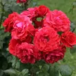 Kép 2/3 - Rosa 'Hansestadt Lübeck®' - vörös - virágágyi floribunda rózsa