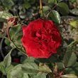 Kép 3/3 - Rosa 'Hansestadt Lübeck®' - vörös - virágágyi floribunda rózsa