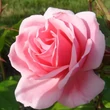 Kép 1/3 - Rosa 'Milrose' - rózsaszín - virágágyi floribunda rózsa